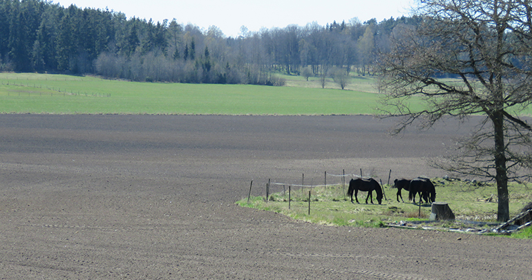Hästar på en gård i Lekåsa, Essunga kommun