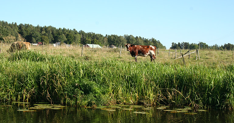 Ko betar längs Nossan