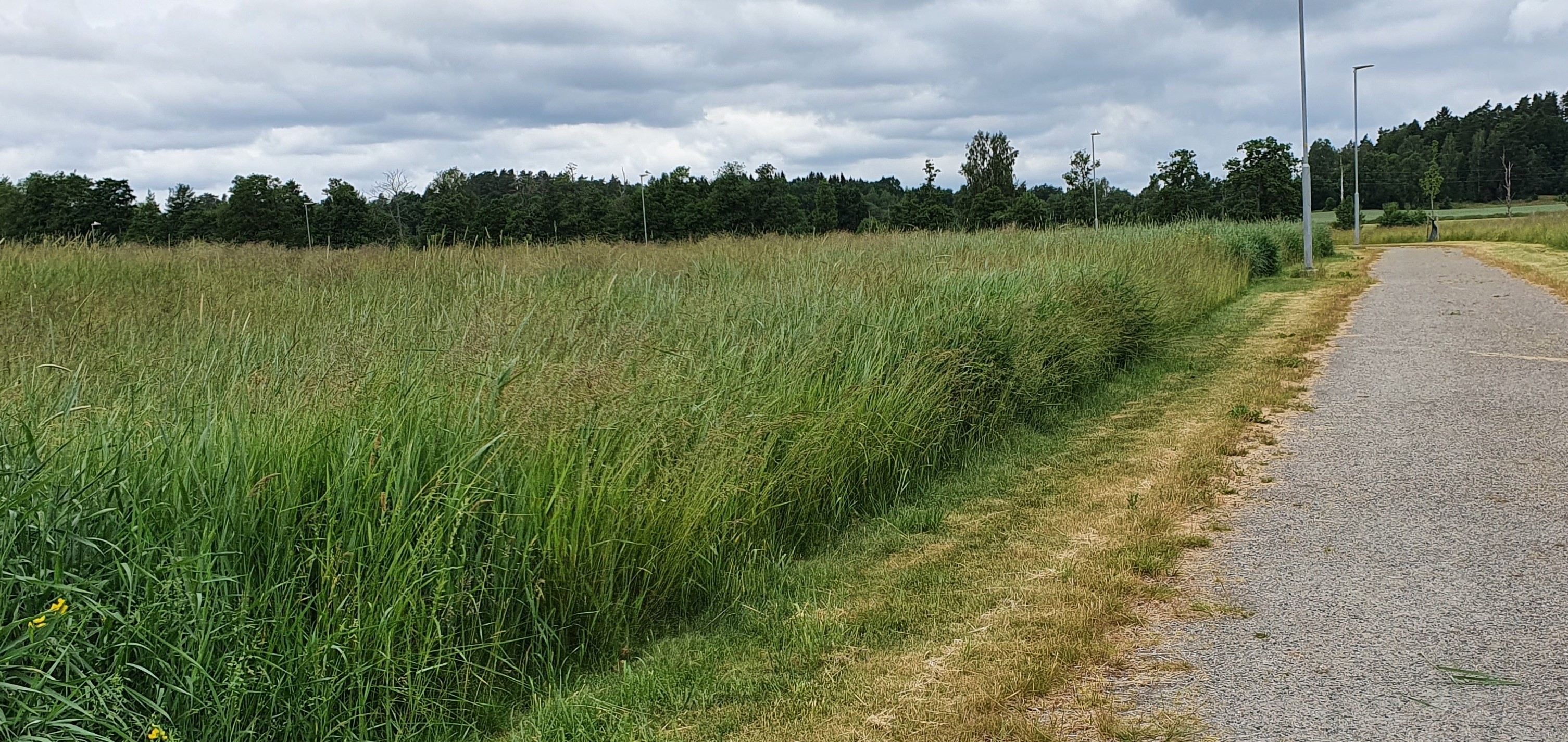 Högvuxen gräsmatta slottsklippning