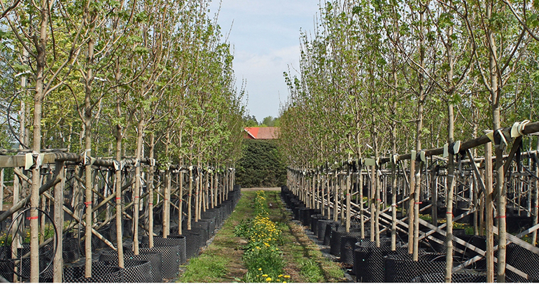 Essunga plantskola