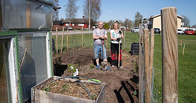 Johan och Ann-Charlotte Burman arbetar i en av våra odlingslotter. 